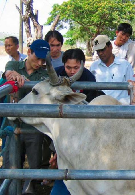 Men are inspecting a cow in a pen