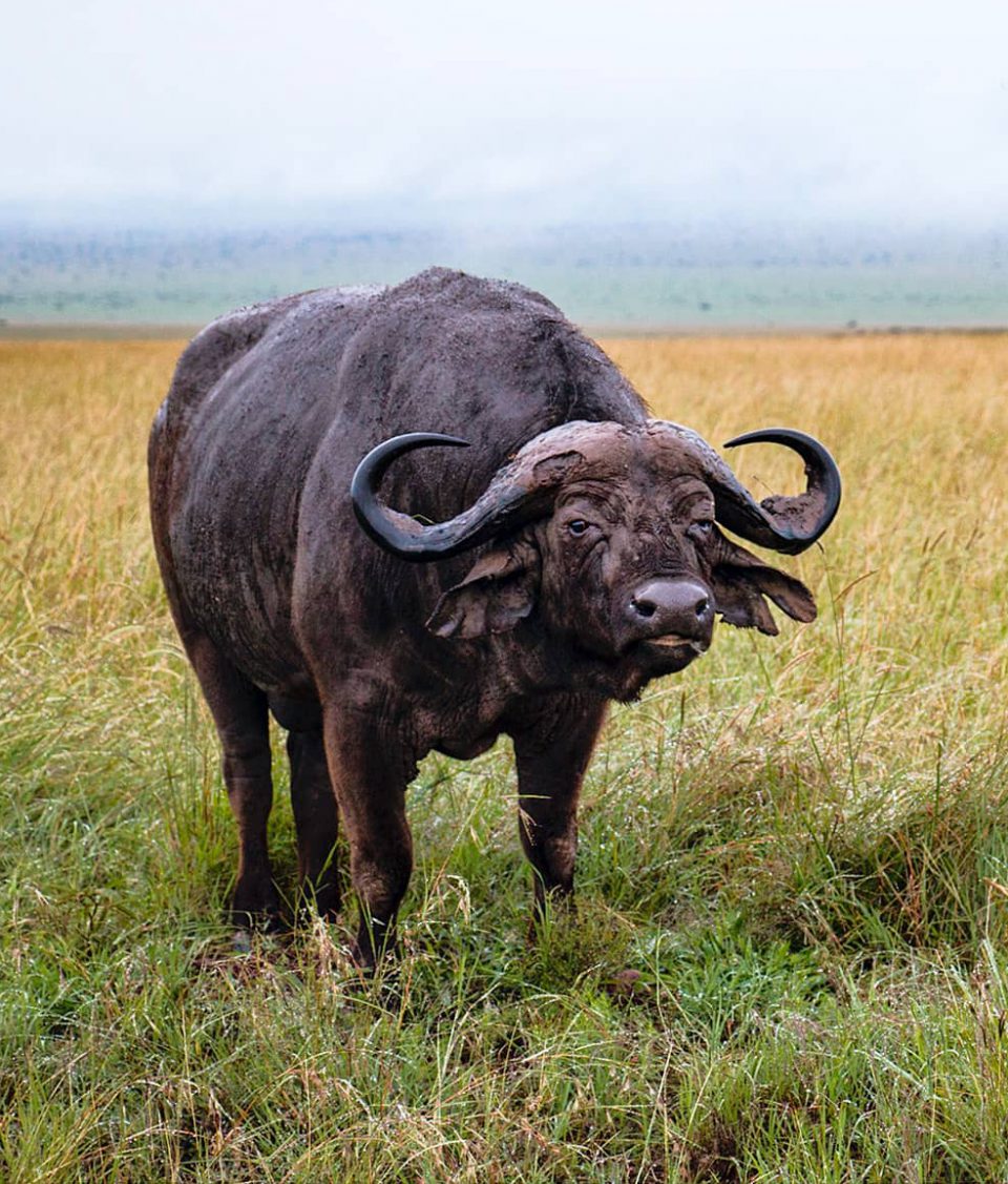 aA buffalo in a grassy field