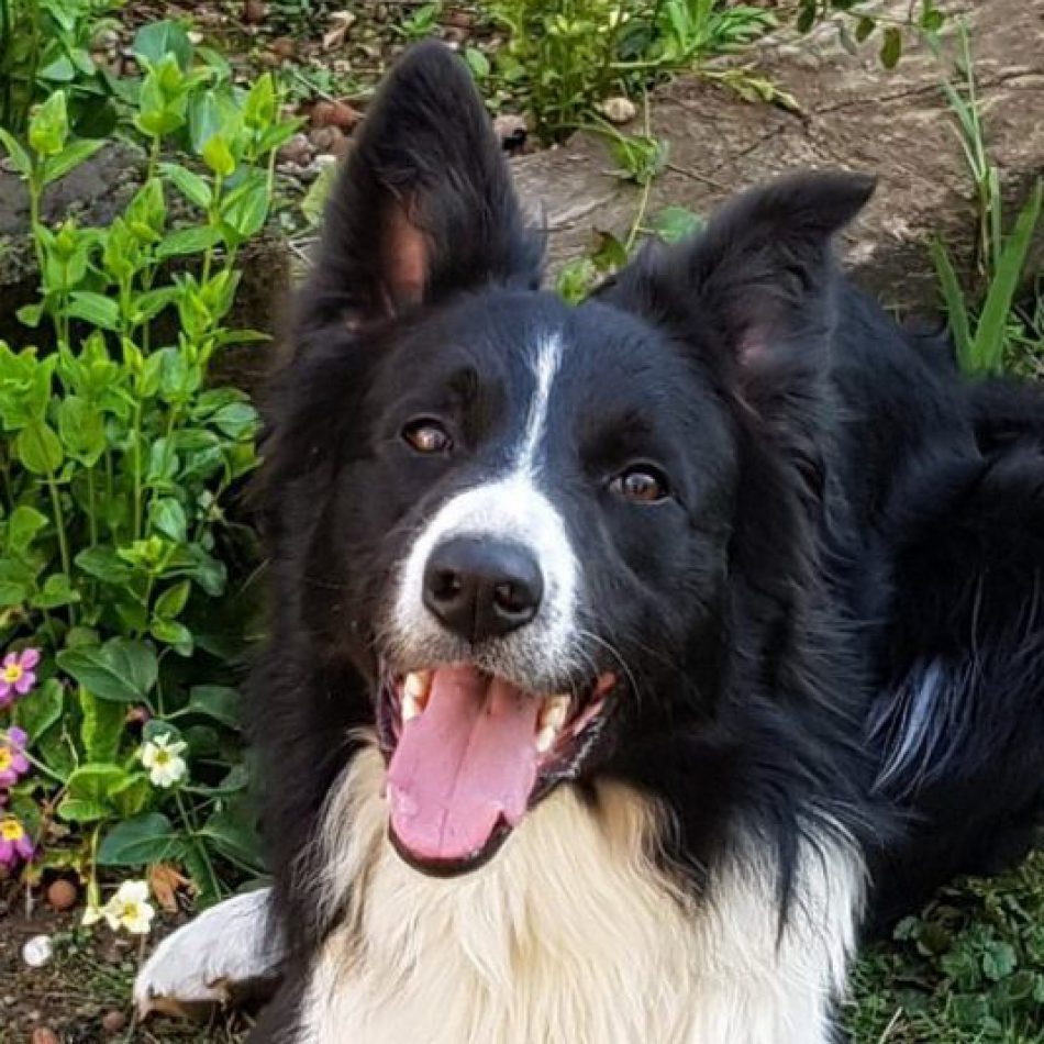 a long haired border collie is lying on the grass looking very happy