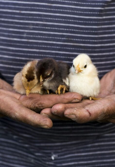 three baby chickens sitting on a farmers hands