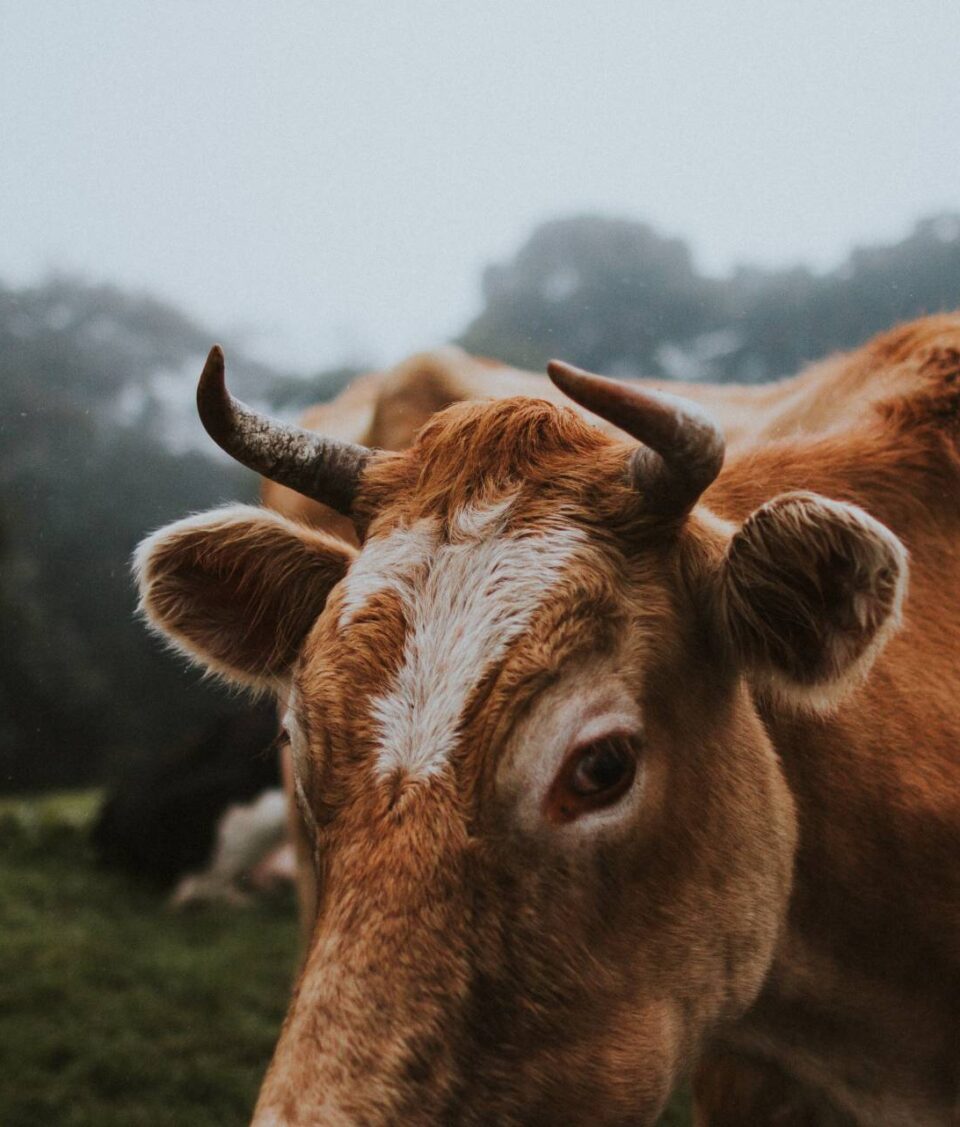 aA close up of a cow in a field. It is looking into the camera.